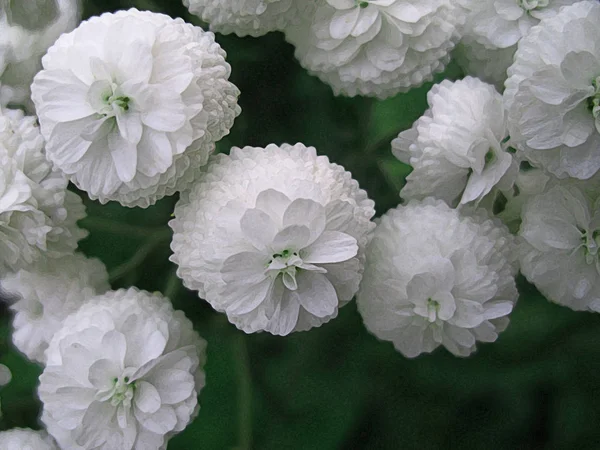 Fiore Camomilla Sfondo Sfocatura — Foto Stock