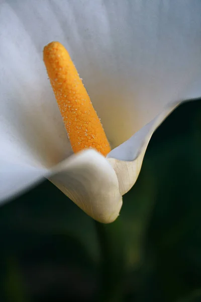 Blooming White Calla Lily Flower Bright Yellow Heart Close — Stock Photo, Image