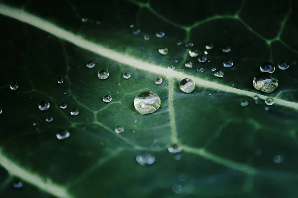 Water Drops Cabbage Leaf — Stock Photo, Image