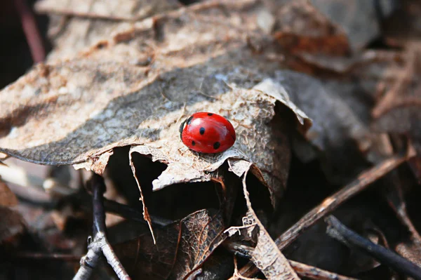 Ormandaki Uğur Böceği — Stok fotoğraf