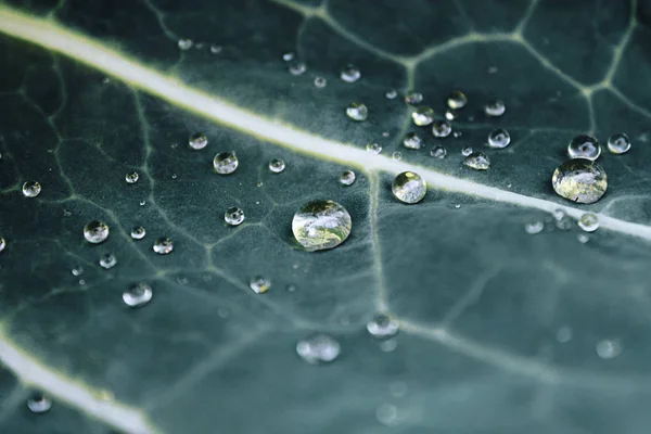 白菜叶上的水滴 — 图库照片