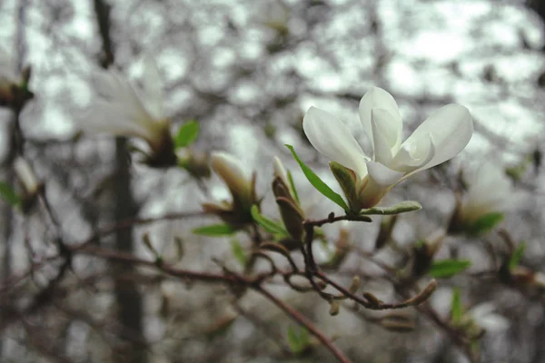 Blühende Weiße Magnolie Mit Grünen Blättern Frühling Auf Verschwommenem Hintergrund — Stockfoto