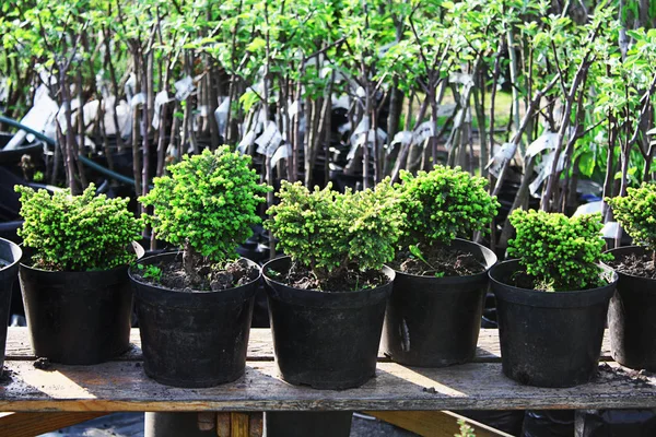 Pots Avec Des Plantes Dans Jardin — Photo