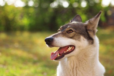 Doğadaki bir köpeğin portresi.