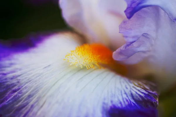 Närbild Blommande Iris — Stockfoto