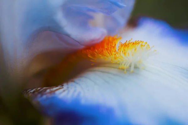 Zbliżenie Kwitnienia Iris — Zdjęcie stockowe