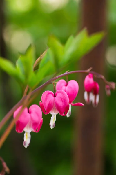 庭で美しい繊細なピンクの白いディセントラの花や壊れた心のクローズアップ花 — ストック写真