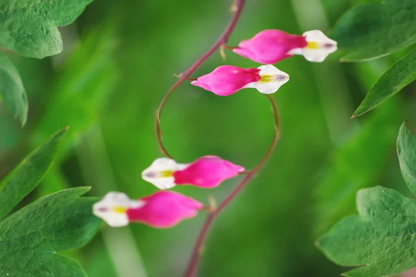 Dicentra Bloem Gebroken Hart — Stockfoto