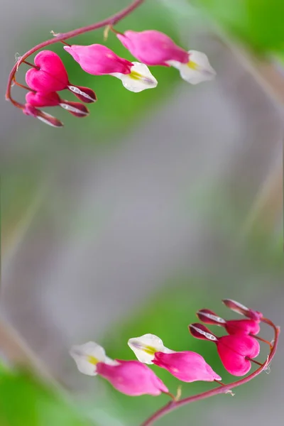 Pink Branches Flowers Gray Background — Stock Photo, Image