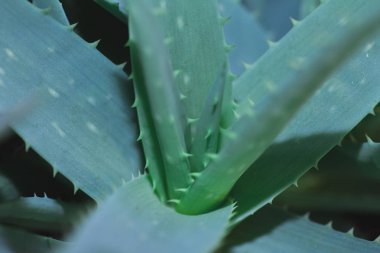 aloe vera yaprakları yakın çekim