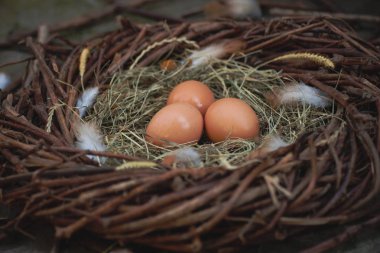 Bir yuvada üç yumurta