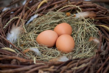Bir yuvada üç yumurta