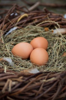 Bir yuvada üç yumurta