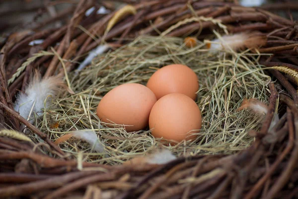 Drei Eier Nest — Stockfoto