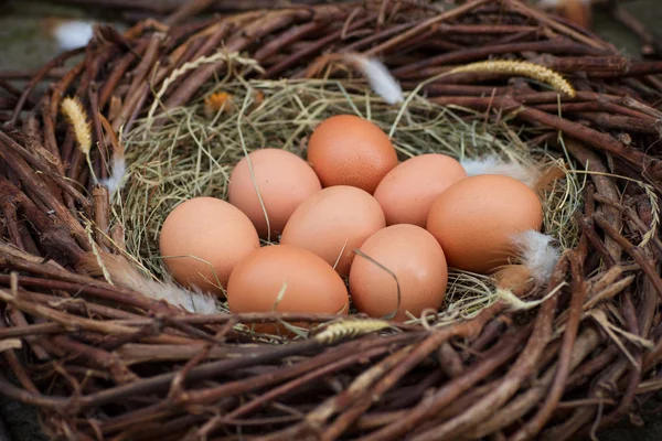 Hög Med Ägg Höet Boet — Stockfoto