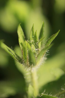 Bitki closeup arka planı için
