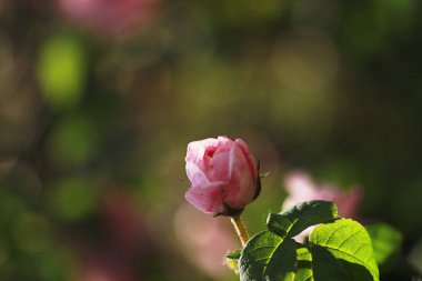 Bahçedeki pembe gül