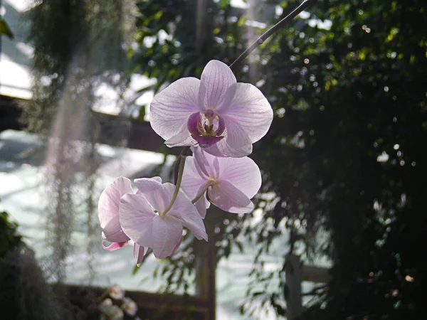 Бледно Розовая Орхидея Саду — стоковое фото