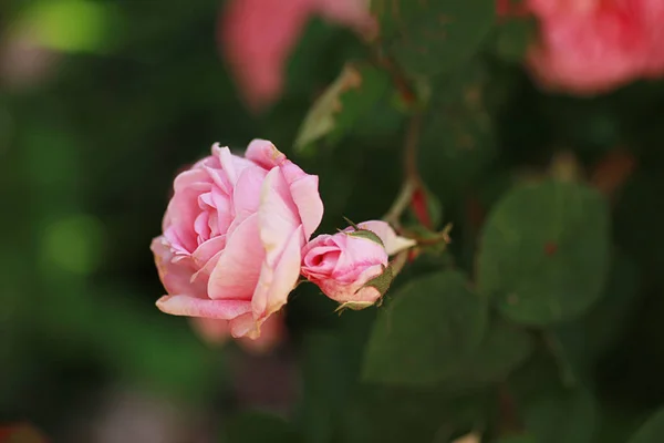 Рожева Троянда Саду — стокове фото