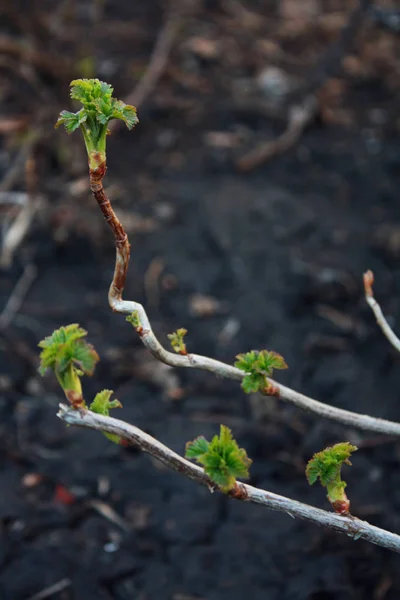 Der Frühling Kam Den Garten — Stockfoto