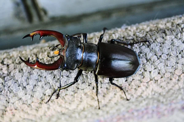 Żywo Stag Beetle Bliska — Zdjęcie stockowe