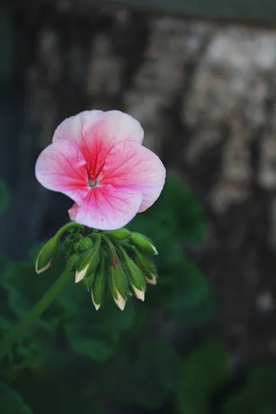 Gently pink geranium flower