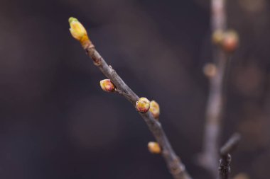 Dal çiçek yaprakları