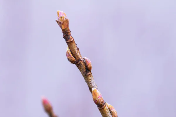 Blühende Blätter Auf Einem Zweig — Stockfoto