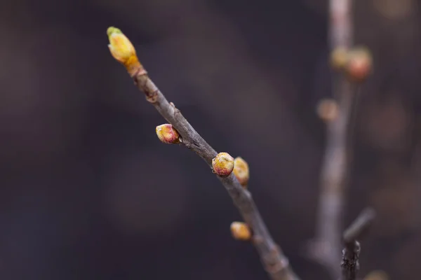 Цветущие Листья Ветке — стоковое фото