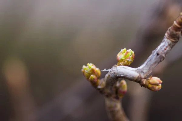 Kvetoucí Listy Větvi — Stock fotografie