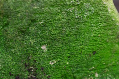 Arka plan için yeşil taş