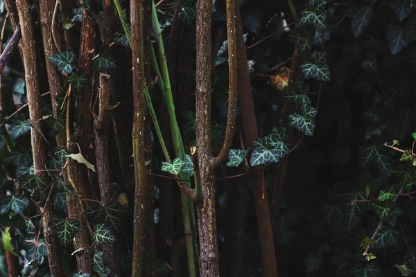 Товстий Кущ Зелених Кущів Дерев — стокове фото