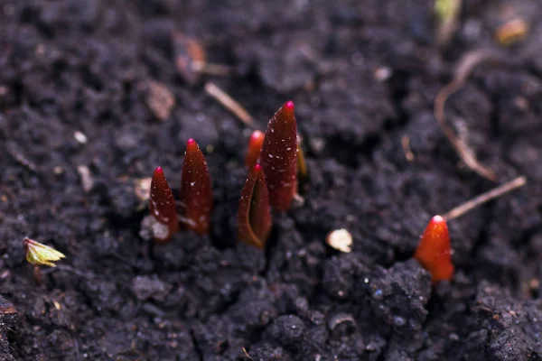 庭のチューリップの発芽 — ストック写真