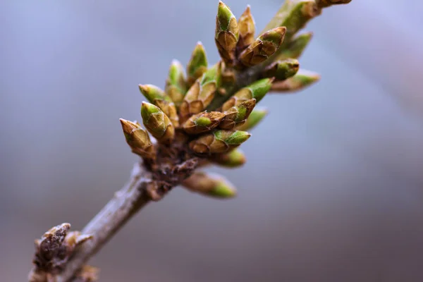 Knospen Auf Dem Zweig — Stockfoto