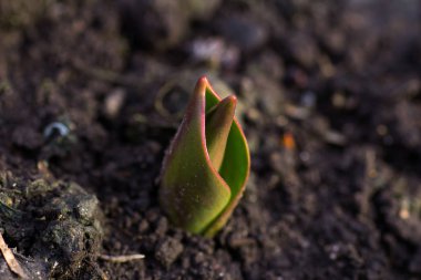 Lale Çiçek bahçesinde çimlenme