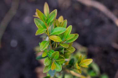 Bahçedeki parlak yeşil bitki