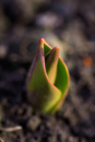 Brotando Uma Tulipa Jardim Flores — Fotografia de Stock