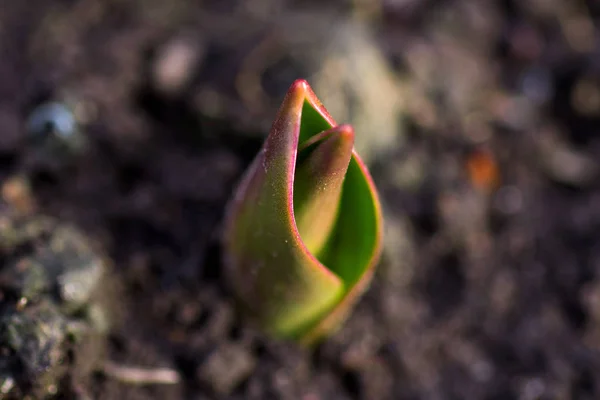 Austreiben Einer Tulpe Einem Blumengarten — Stockfoto