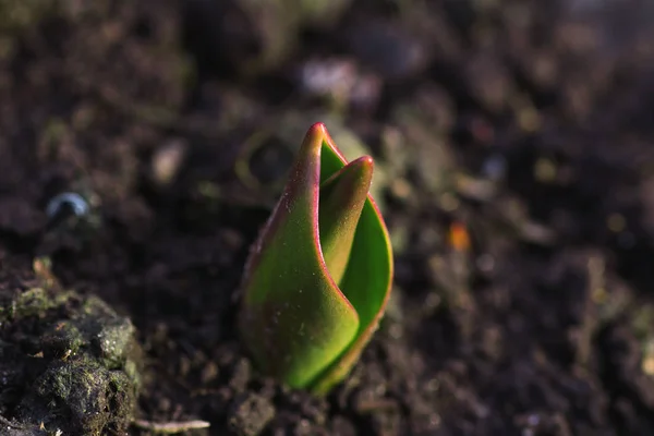 Brotando Uma Tulipa Jardim Flores — Fotografia de Stock