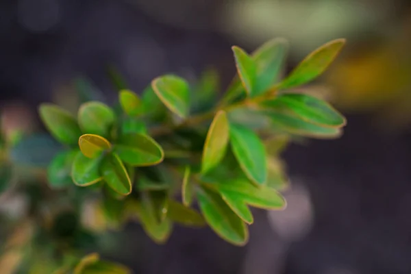 Яскраво Зелена Рослина Саду — стокове фото