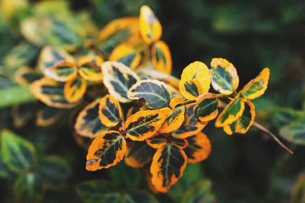 Рослина Жовтим Зеленим Листям — стокове фото