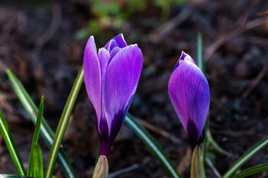 Flowerbed çiçeklenme mor Crocus