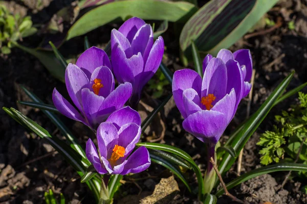 Crocus Violet Fleurissant Dans Lit Fleurs — Photo