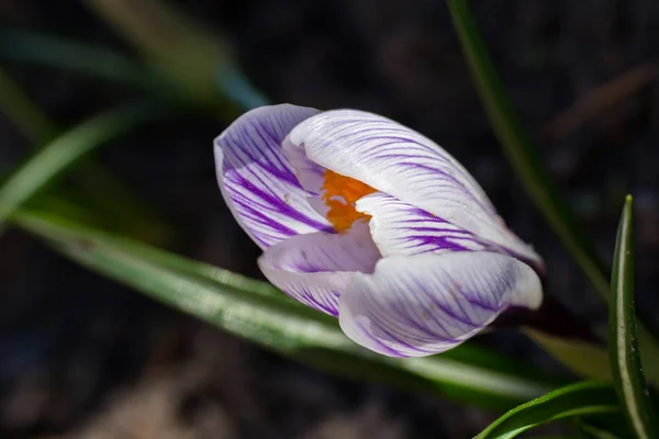 Fleurs Crocus Blanc Dans Lit Fleurs — Photo