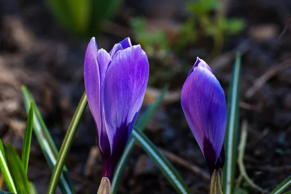Crocus Violet Fleurissant Dans Lit Fleurs — Photo