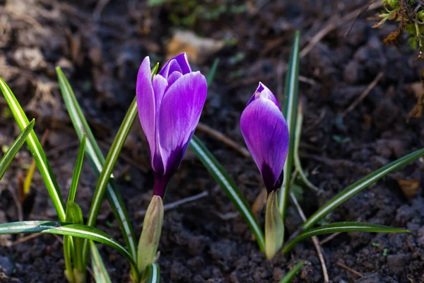 Crocus Roxo Florescendo Canteiro Flores — Fotografia de Stock