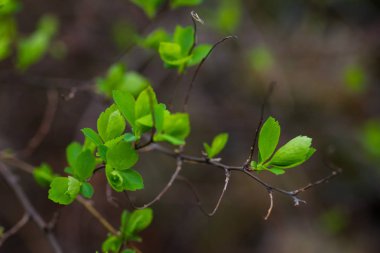 Dal çiçek yaprakları