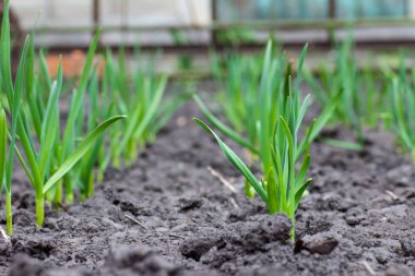 Bahçede sarımsak yetiştiriyor.