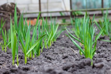 Bahçede sarımsak yetiştiriyor.