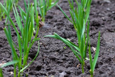 Bahçede sarımsak yetiştiriyor.